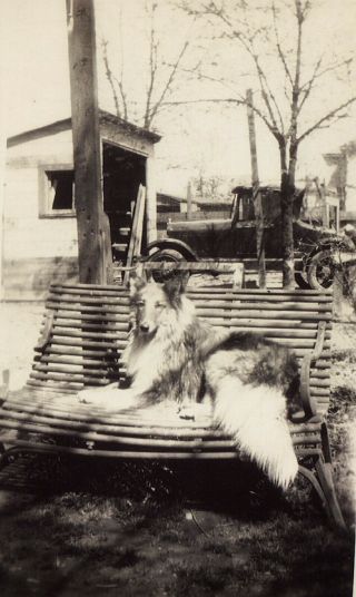 Vintage Old 1920s Photo Of Fluffy Collie Breed Dog On Bench Lassie Dog