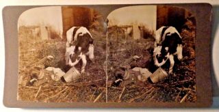 Stereoview Cute Young Girl Cow Calf Holstein Dairy Farm Animal Vintage Photo Art