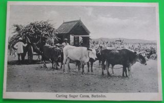 Roberts Postcard C.  1905 Carting Sugar Canes Barbados British West Indies