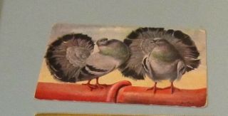 Vintage 1907 Color Pigeon Turkey Puffed Up Birds On Fence Artist Signed Postcard