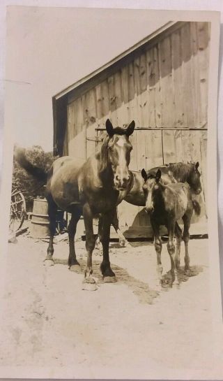 Vintage Old Photo Of Horse With Baby Foal Both Looking Right At Camera Iowa Barn