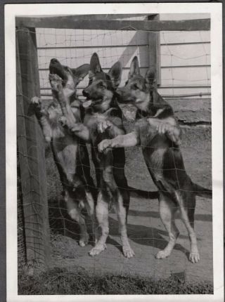 Vintage Photograph 1930 - 40 