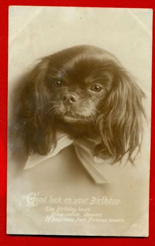 Dog Pekingese Vintage Photo Postcard 416