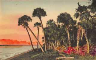 Fl 1920’s Florida A Bit Of Shore At The Jungle In St Petersburg Fla - Barnhill