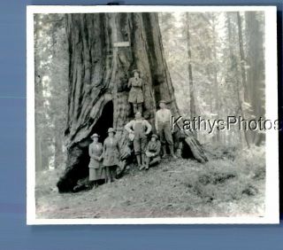 Found B&w Photo D_1024 Men And Women Posed By Large Tree In Forest