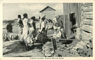 C1940 Typical Carolina Tobacco Harvest Scene - Black Americana Postcard