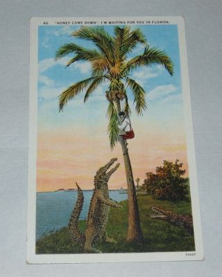 Antique Postcard Black Americana Alligator 