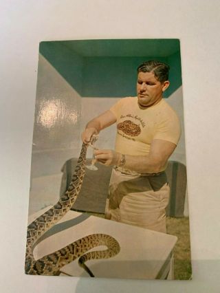 Vintage Ross Allen Milking A Rattlesnake Silver Springs Florida Postcard