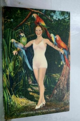 Florida Fl Parrot Jungle Macaws Postcard Old Vintage Card View Standard Souvenir