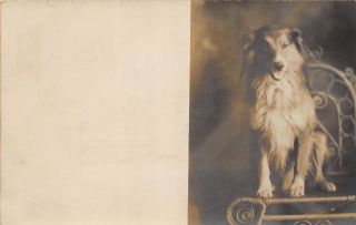 " Dog Posing In Chair - Early 1900 