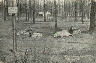 Wisconsin,  Wi,  Oshkosh,  Elk In Northern Hospital Park 1910 