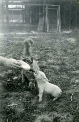 Kj102 Vtg Photo Bottle Feeding Baby Pig,  Piglet,  Kitty Cat Envy C Early 1900 