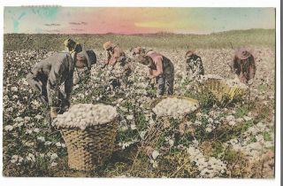 256 1925 Postcard Ethnic Black African American Workers Picking Cotton