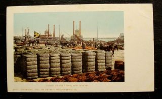1905 Black Americana Postcard - Cotton On The Levee,  Orleans