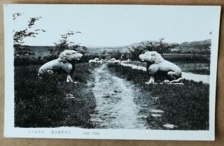 Rppc Real Photo Postcard,  Ming Tomb Spirit Way Animal Guardians,  Early 20th C.