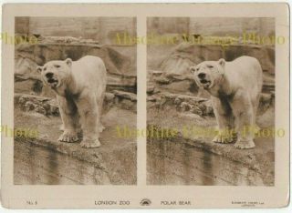 Old Stereoview Photo Card Polar Bear London Zoo Sunbeam Tours Ltd Vintage 1920s