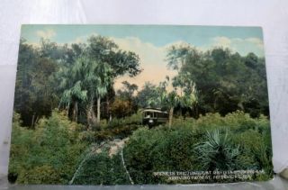 Florida Fl Jungle St Petersburg Postcard Old Vintage Card View Standard Souvenir