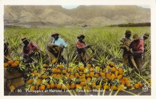 Black Americana Pineapples Hawaii Real Photo Postcard 1940 