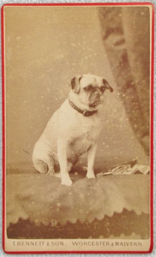 Cdv Pug Dog Bennett Malvern Antique Victorian Photo