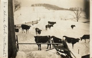 North Montpelier,  Vt Rppc Heifers In The Pasture In The Winter 1910