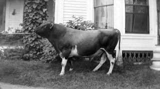 Ve29 1 3/4 " X 2 1/2 " Photo Negative 1930s/40s Vermont Cow Looking At U