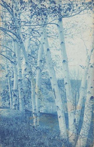 Camden Maine White Birch Trees Blue Cyanotype Real Photo Postcard Jg236444