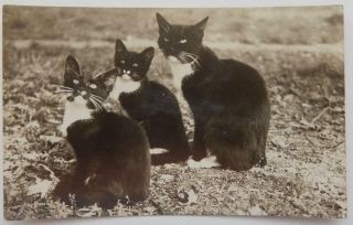 Antique Rppc Real Photo Postcard Cute Black & White Kittys Cats Ira Haas Family