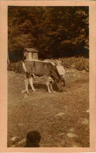 Old Vintage Antique Photograph Little Boy Standing With Baby Cow Calf In Field