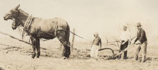Vintage Photo Young Girl Next To Plow Horses Pulling Plow With 2 Men