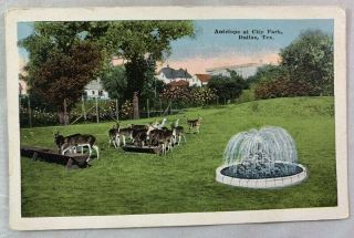 Antique Dallas Texas Postcard / Antelope At City Park