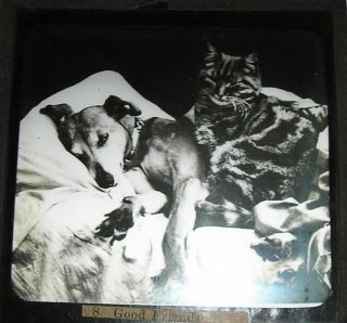 Antique Magic Lantern Slide - Cat And Dog Good Friends Pets Sleeping Together