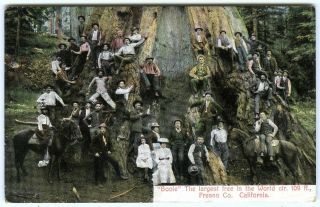 C.  1907 Boole Tree W/group On Base Of Largest Tree In The World Antique Postcard