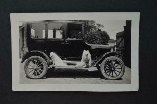 Vintage Car Photo Pomeranian Dogs On 1920s Model T Ford Sedan 966029