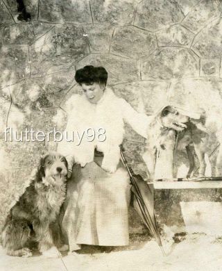 Mm369 Vtg Photo Woman With Airedale Schnauzer Dogs,  Parasol C Early 1900 