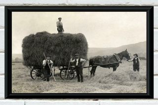 Antique Photo.  Fillling The Hay Wagon.  Antique Farm Photo Print 5x7