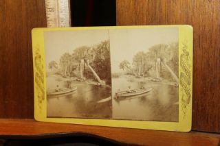 Antique Stereoview Photo Palmettos Of St John 