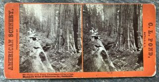 1870s California Stereoview Father Of The Forest By C L Pond