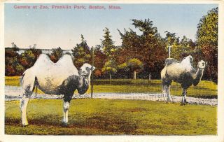Boston Massachusetts Franklin Park Zoo Two Hump Bactrian Camels Fenced In C1915