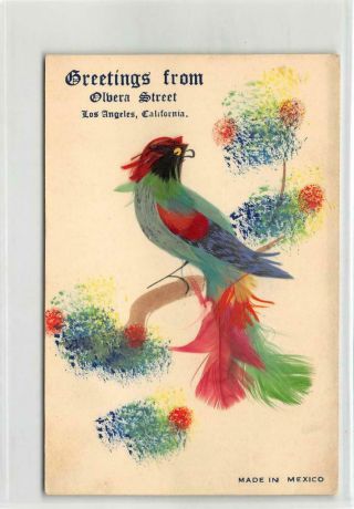 Olvera Street,  Los Angeles Parrot Bird Feathers Ca 1940s Vintage Art Postcard