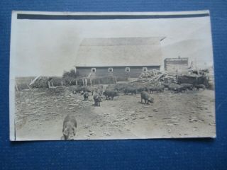 Old 1915 - Pig Farm - Artesian S.  D.  - Rppc Real Photo Postcard - South Dakota