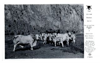Rppc High Altitude Brahman Cattle,  Coleville,  Mono County,  Ca Postcard 5f (2) 28