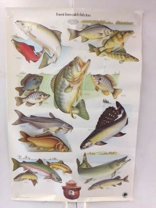 Vintage Smokey The Bear Poster - Forest Fires Catch Fish Too 20 " X 30 "