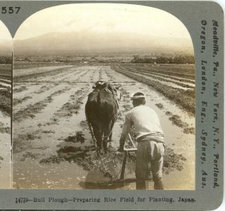 Japan,  Bull Plough,  Preparing Rice Field For Planting - - - Keystone 557 1910 Set