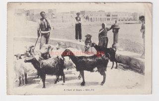 Malta " A Herd Of Goats And Milkman " John Chritien Postcard 1919 Army Po Hdi - 07