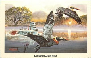 Chrome Postcard; Louisiana State Bird Eastern Brown Pelican A/s Ken Haag Art