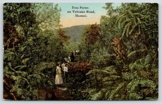 Hawaii People On Volcano Road Trails Tree Ferns C1910 Scenic Postcard