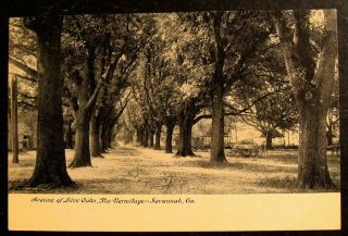1910 Postcard - Avenue Of Live Oaks,  The Hermitage - Savannah,  Ga.