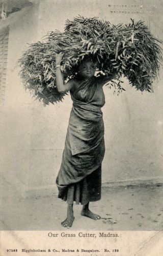 India Grass Cutter Carrying Large Bundle Undivided Back Postcard C1905