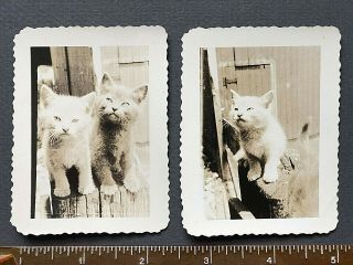 2 Cute Kitten Cat Portrait Vintage Photo Snapshots
