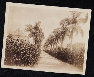 Antique Vintage Photograph Gorgeous Tree Lined Street Palm Trees Havanna